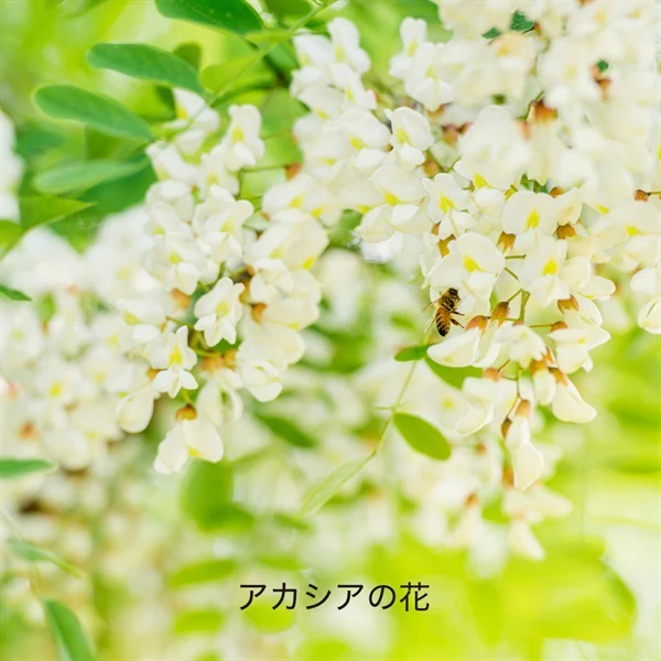 Hacci Honey Domestic Acacia - Image 3