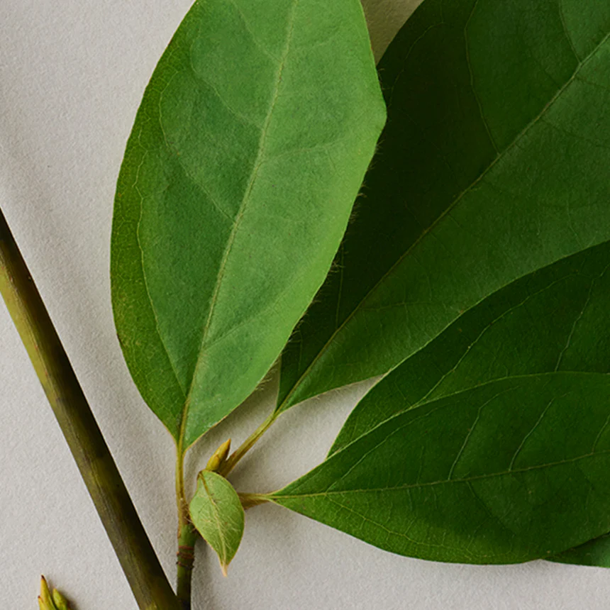 Three Essential Oil - Image 4